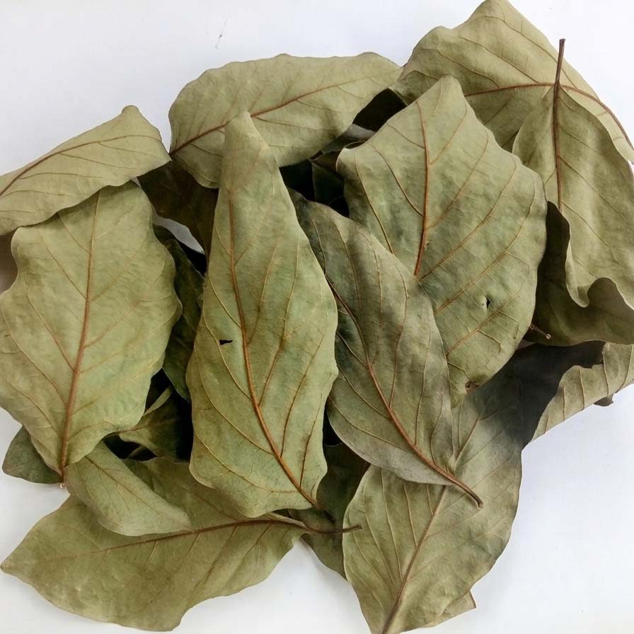 Avocado Leaf