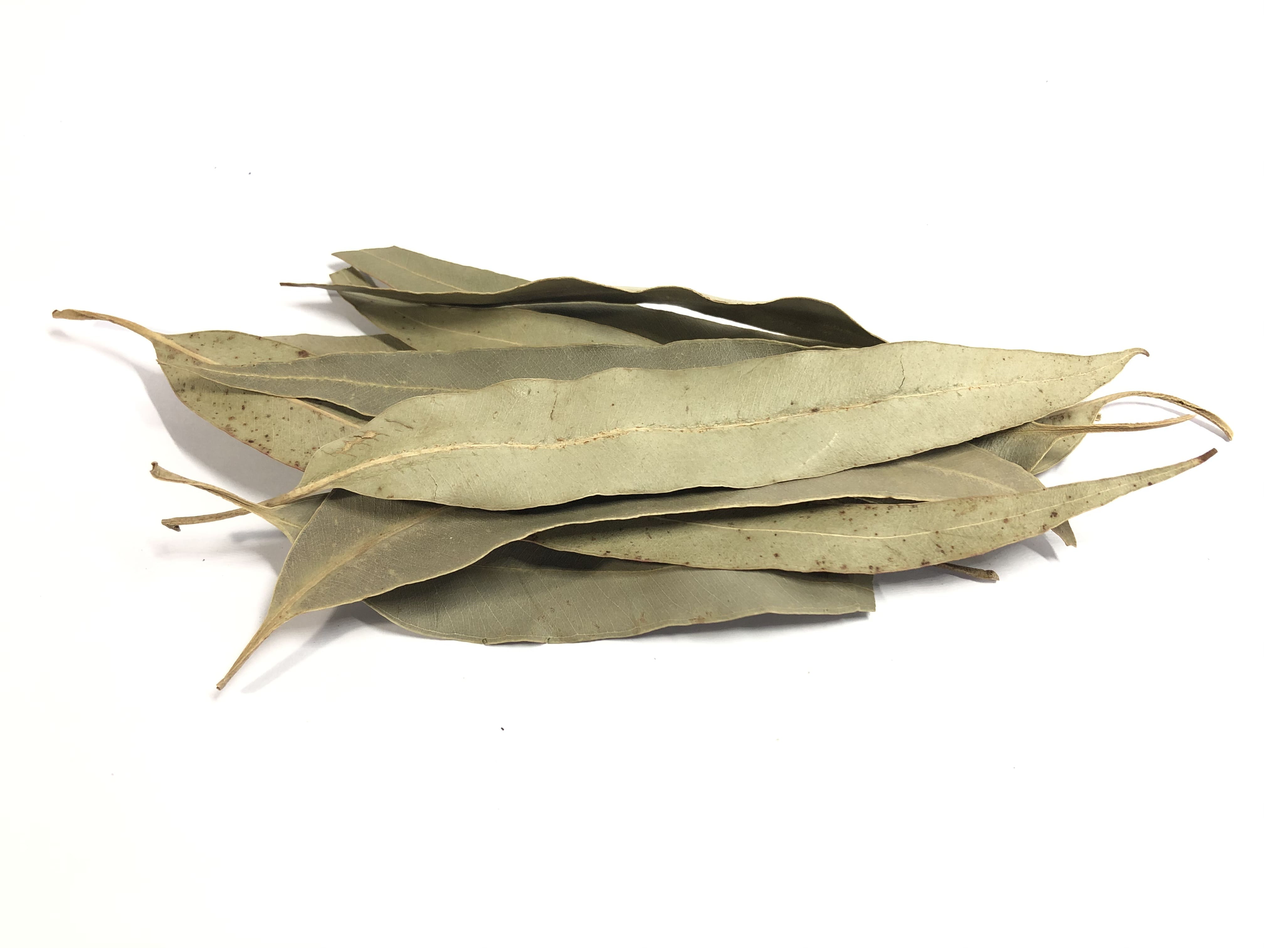 Eucalyptus Leaves